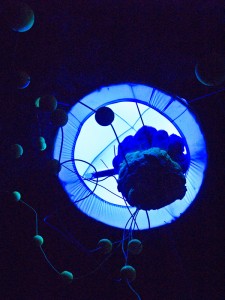 Meduza i plankton