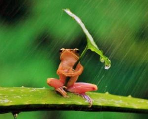 14589827_678348885653308_8539006220124325022_o